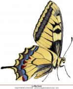 Le Machaon